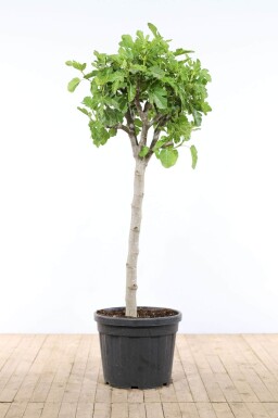 Ficus carica