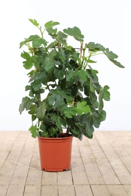 Almindelig figen Ficus carica espalier 100-120 potte