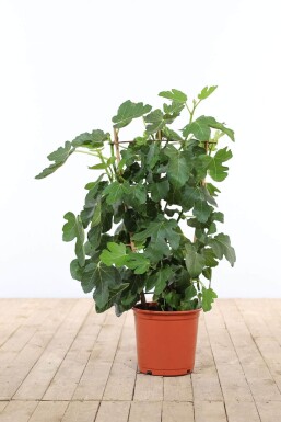 Almindelig figen Ficus carica espalier 70-80 potte