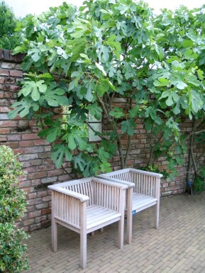 Almindelig figen Ficus carica espalier 70-80 potte