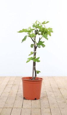 Vijgenboom Ficus Carica Gestokt 60-80 Pot