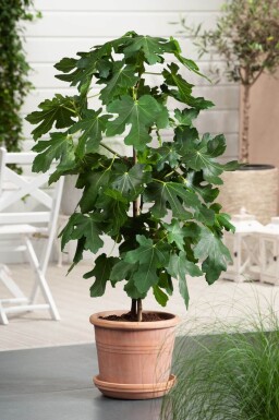 Vijgenboom Ficus Carica Gestokt 60-80 Pot