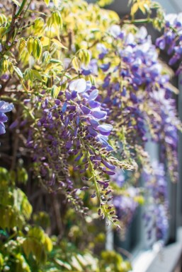 Almindelig blåregn Wisteria sinensis med stamme 120-140 potte