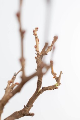 Almindelig blåregn Wisteria sinensis med stamme 120-140 potte