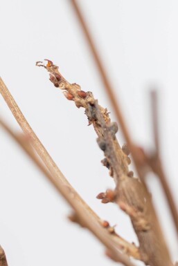 Almindelig blåregn Wisteria sinensis med stamme 120-140 potte