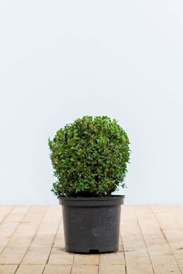 Buxus sempervirens Buxbom lök 20-30 rotboll