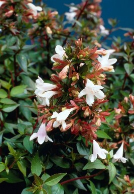 Abélie à grandes fleurs Abelia × grandiflora Arbuste 20-30 Pot 2 l (C2)