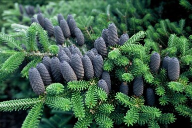 Abies koreana Koreagran buske 80-100 i kruka C12