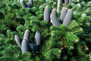 Abies koreana Koreagran buske 80-100 i kruka C12