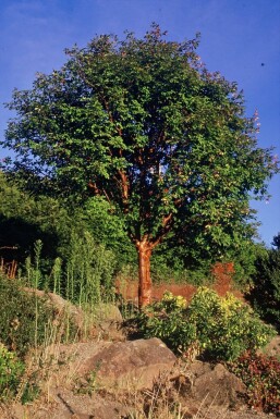 Papieresdoorn Acer griseum Struik 40-50 Pot C3