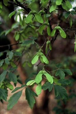 Papirbarkløn Acer griseum busk 40-50 potte C3