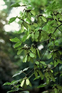 Papieresdoorn Acer griseum Struik 40-50 Pot C3