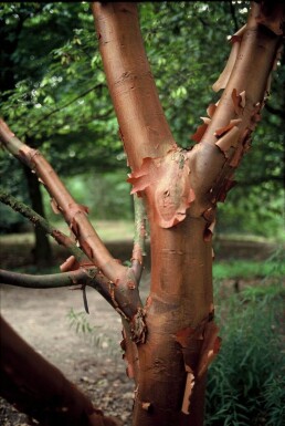 Acer griseum Kopparlönn buske 40-50 i kruka C3