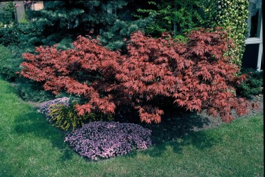 Rød japansk ahorn Acer palmatum 'Atropurpureum' busk 100-125 potte C12