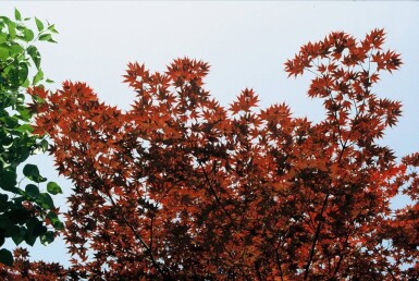 Érable palmé Acer palmatum 'Atropurpureum' Arbuste 100-125 Pot 12 l (C12)