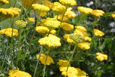 Achillea filipendulina 'Cloth of Gold' Praktröllika 5-10 i kruka P9