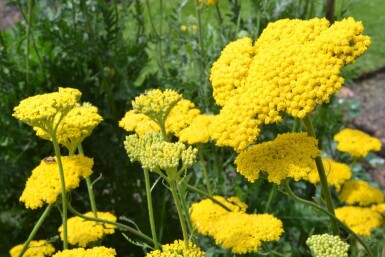 Pragtrøllike Achillea filipendulina 'Cloth of Gold' 5-10 potte P9