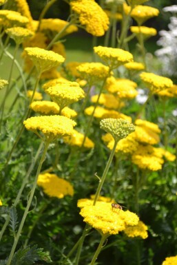 Achillea filipendulina 'Cloth of Gold' Praktröllika 5-10 i kruka P9