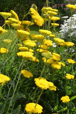 Achillea filipendulina 'Cloth of Gold' Praktröllika 5-10 i kruka P9