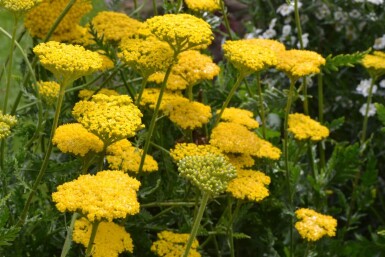 Pragtrøllike Achillea filipendulina 'Cloth of Gold' 5-10 potte P9