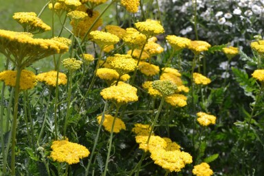 Achillea filipendulina 'Cloth of Gold' Praktröllika 5-10 i kruka P9