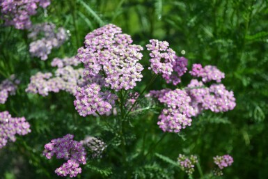 Achillea millefolium 'Cerise Queen' Röllika 5-10 i kruka P9