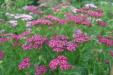 Achillea millefolium 'Cerise Queen' Röllika 5-10 i kruka P9