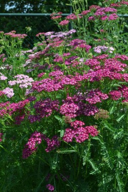 Achillée millefeuille Achillea millefolium 'Cerise Queen' 5-10 Pot 9x9 cm (P9)