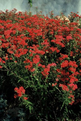 Almindelig røllike Achillea millefolium 'Paprika' 5-10 potte P9