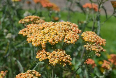 Achillea millefolium 'Terracotta' Röllika 5-10 i kruka P9