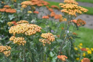 Almindelig røllike Achillea millefolium 'Terracotta' 5-10 potte P9