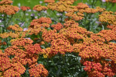 Achillée millefeuille Achillea millefolium 'Walther Funcke' 5-10 Pot 9x9 cm (P9)