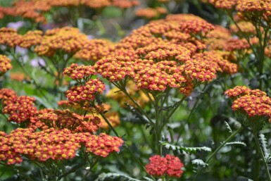 Achillée millefeuille Achillea millefolium 'Walther Funcke' 5-10 Pot 9x9 cm (P9)