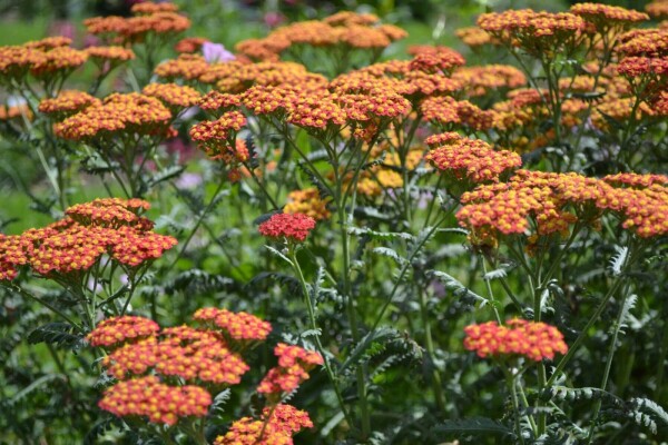 Achillea millefolium 'Walther Funcke'