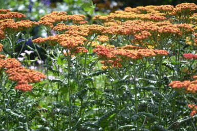 Achillée millefeuille Achillea millefolium 'Walther Funcke' 5-10 Pot 9x9 cm (P9)