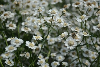 Duizendblad Achillea ptarmica 'The Pearl' 5-10 Pot P9