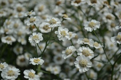 Duizendblad Achillea ptarmica 'The Pearl' 5-10 Pot P9