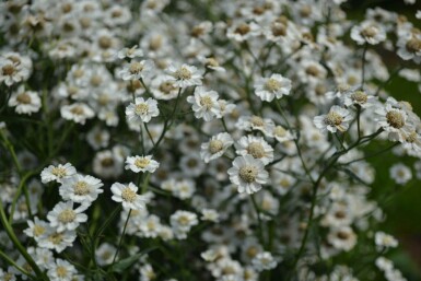 Duizendblad Achillea ptarmica 'The Pearl' 5-10 Pot P9