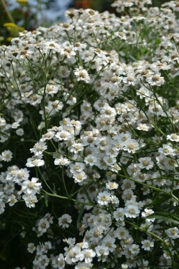 Duizendblad Achillea ptarmica 'The Pearl' 5-10 Pot P9