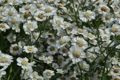 Duizendblad Achillea ptarmica 'The Pearl' 5-10 Pot P9