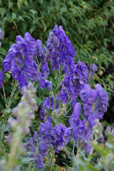 Aconitum carmichaelii 'Arendsii'