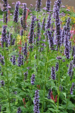 Indianermynte Agastache 'Black Adder' 5-10 potte P9