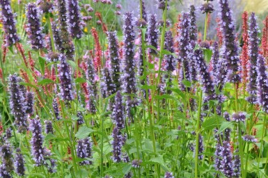 Agastache 'Black Adder' Anisisop 5-10 i kruka P9