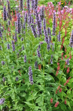 Garten-Duftnessel Agastache 'Black Adder' 5-10 Topf 9x9 cm (P9)