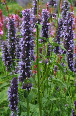 Agastache 'Black Adder' Anisisop 5-10 i kruka P9