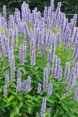 Agastache 'Blue Fortune' Anisisop 5-10 i kruka P9