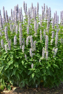 Indianermynte Agastache 'Blue Fortune' 5-10 potte P9