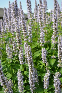 Indianermynte Agastache 'Blue Fortune' 5-10 potte P9