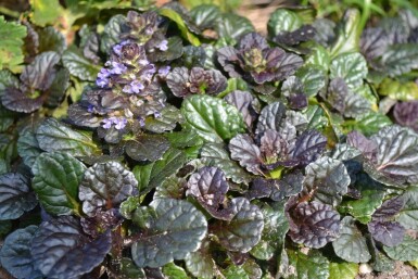 Rottblättriger Garten Günsel Ajuga reptans 'Black Scallop' 5-10 Topf 9x9 cm (P9)