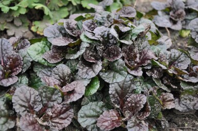 Rottblättriger Garten Günsel Ajuga reptans 'Black Scallop' 5-10 Topf 9x9 cm (P9)